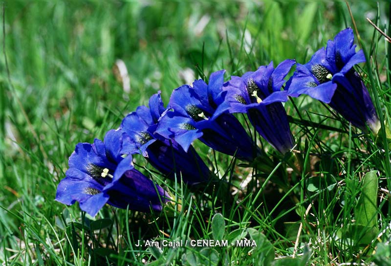 Gentiana acaulis L.