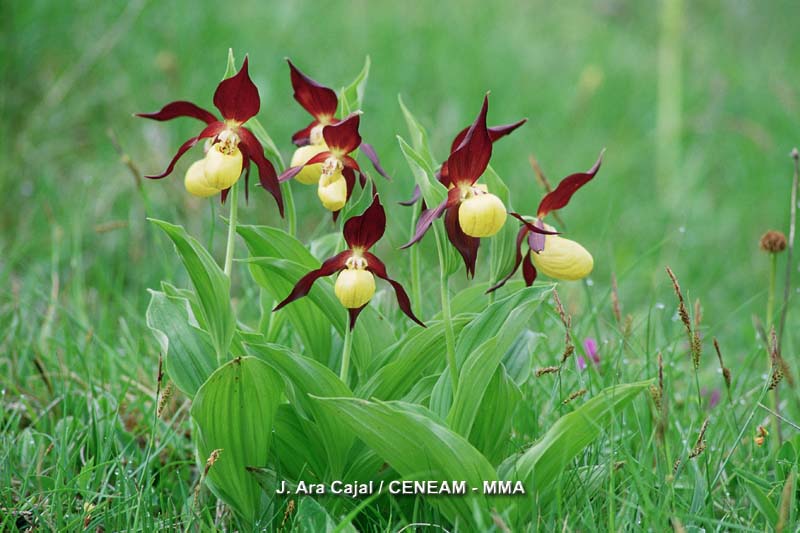 Cypripedium calceolus L.