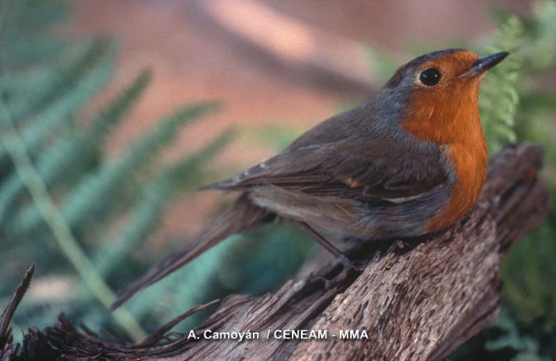 Erithacus rubecula (Linnaeus, 1758)