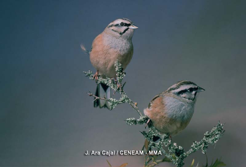 Emberiza cia Linnaeus, 1766