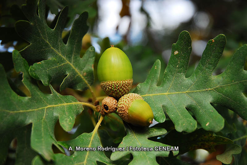 Quercus pyrenaica Willd.