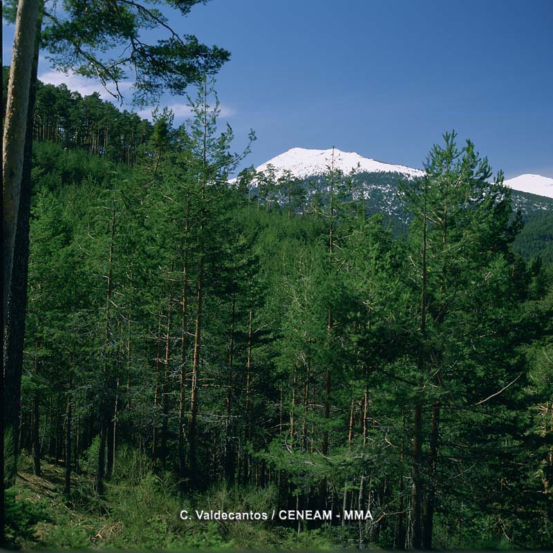 Sierra de Guadarrama