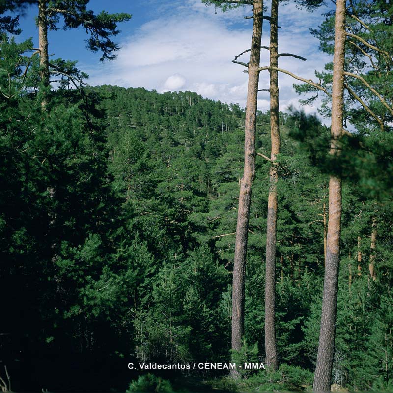 Sierra de Guadarrama