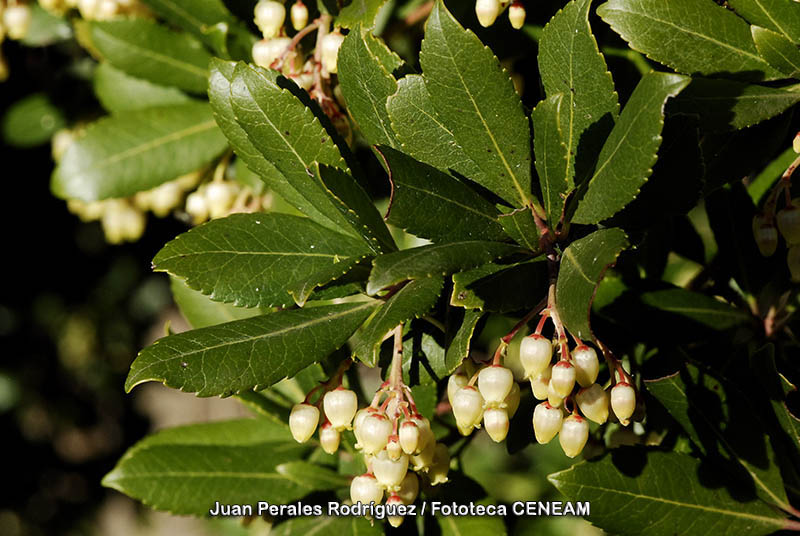 Arbutus unedo L.