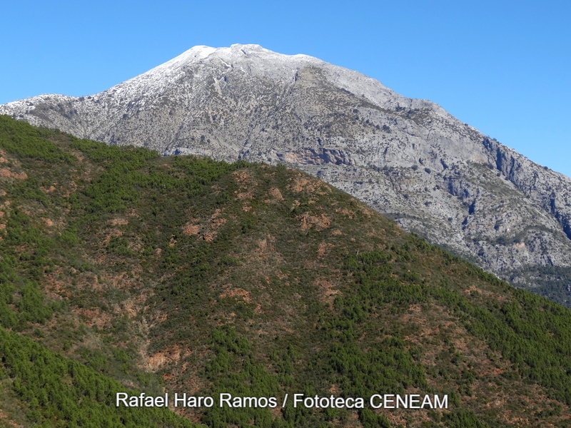 Sierra de las Nieves