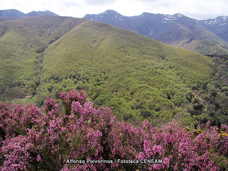 Picos de Europa