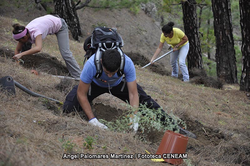 Plantas