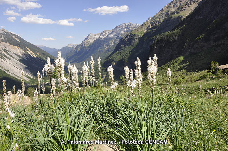 Asphodelus albus Mill.