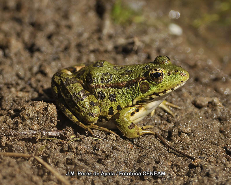 Pelophylax perezi (Seoane, 1885)