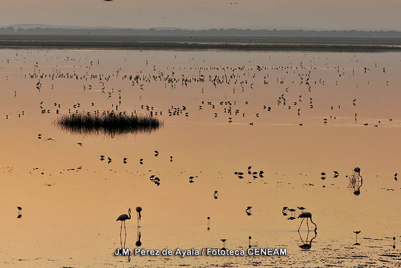 Doñana