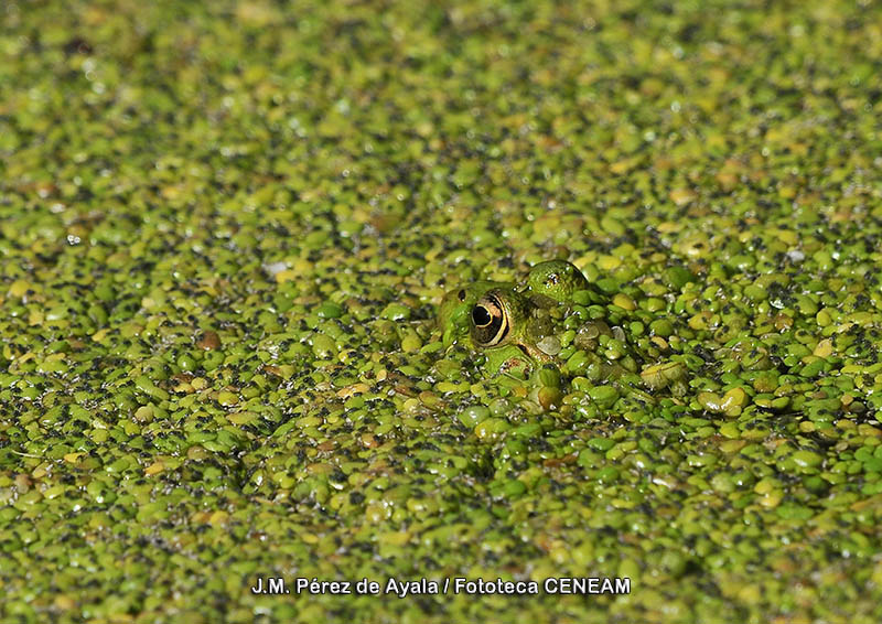 Pelophylax perezi (Seoane, 1885)