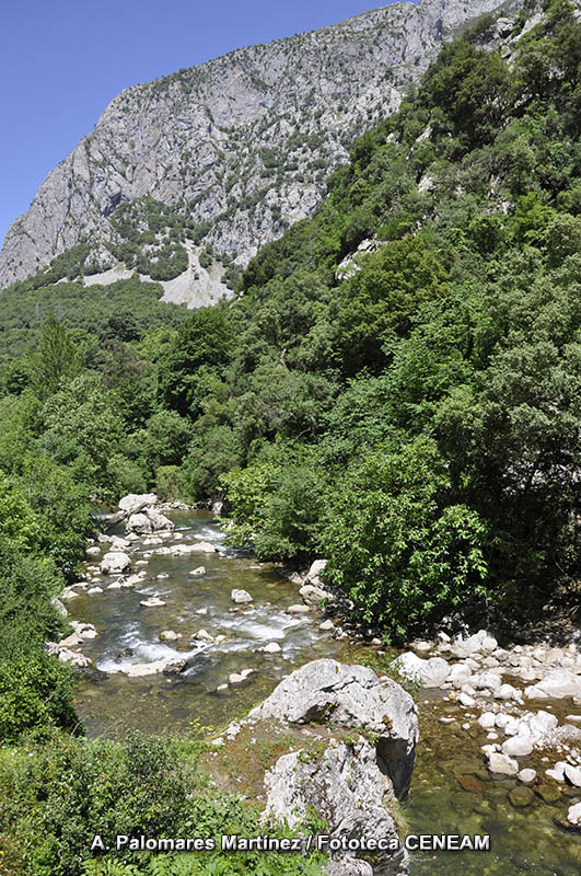 Picos de Europa