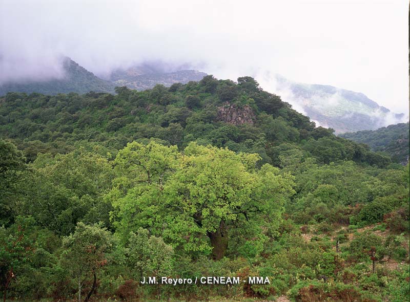 Sierra de Grazalema