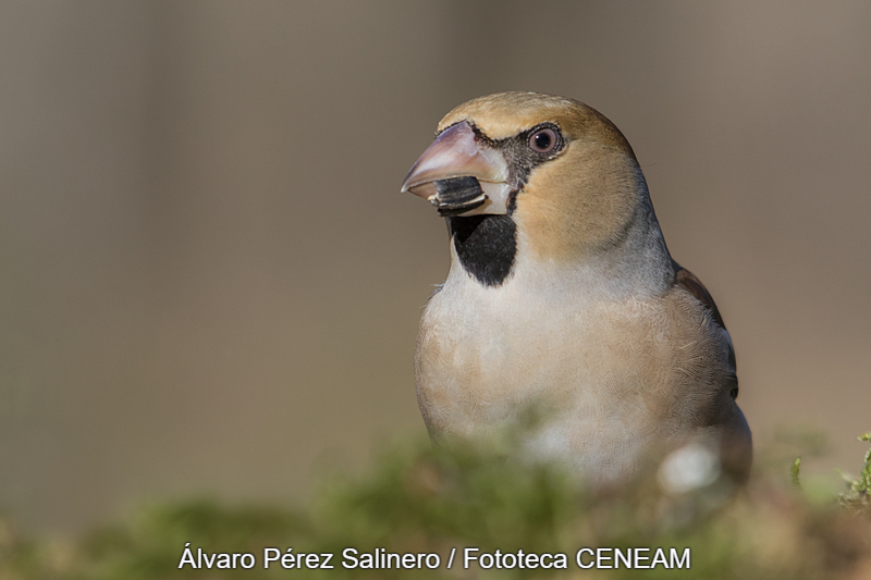 Coccothraustes coccothraustes (Linnaeus, 1758)