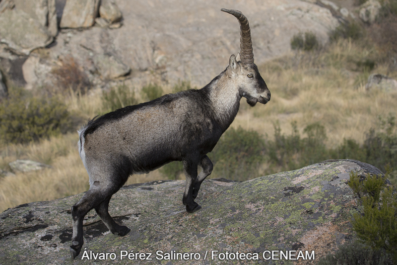 Sierra Norte de Guadarrama