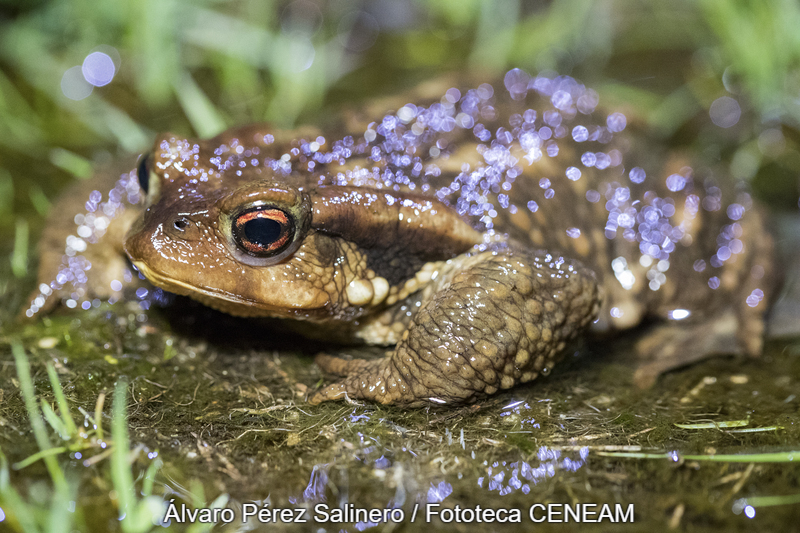 Bufo spinosus Daudin, 1803