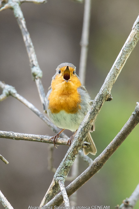 Erithacus rubecula (Linnaeus, 1758)