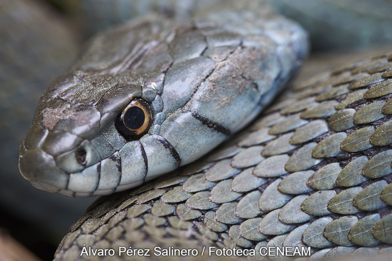 Natrix natrix (Linnaeus, 1758)