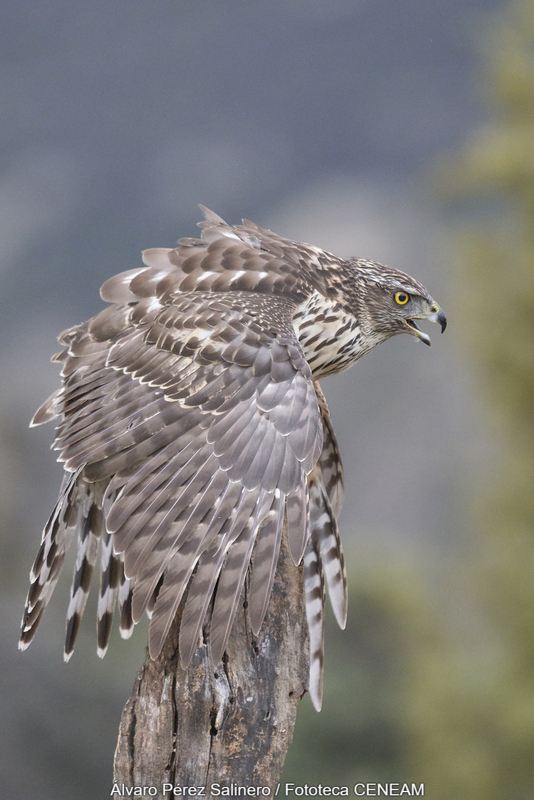 Accipiter gentilis (Linnaeus, 1758)