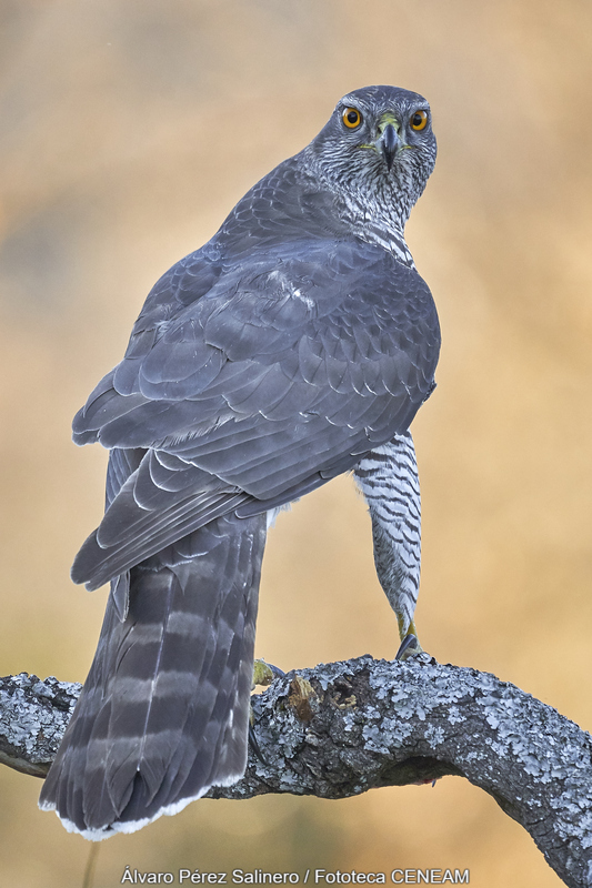 Sierra de Guadarrama