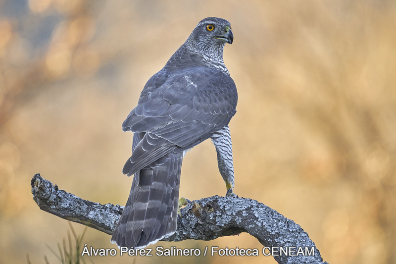 Accipiter gentilis (Linnaeus, 1758)