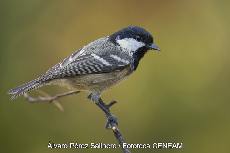 Periparus ater (Linnaeus, 1758)