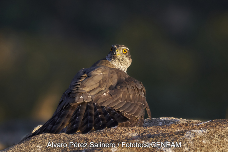 Accipiter gentilis (Linnaeus, 1758)