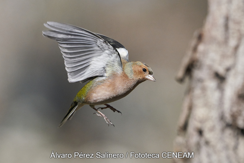 Fringilla coelebs Linnaeus, 1758