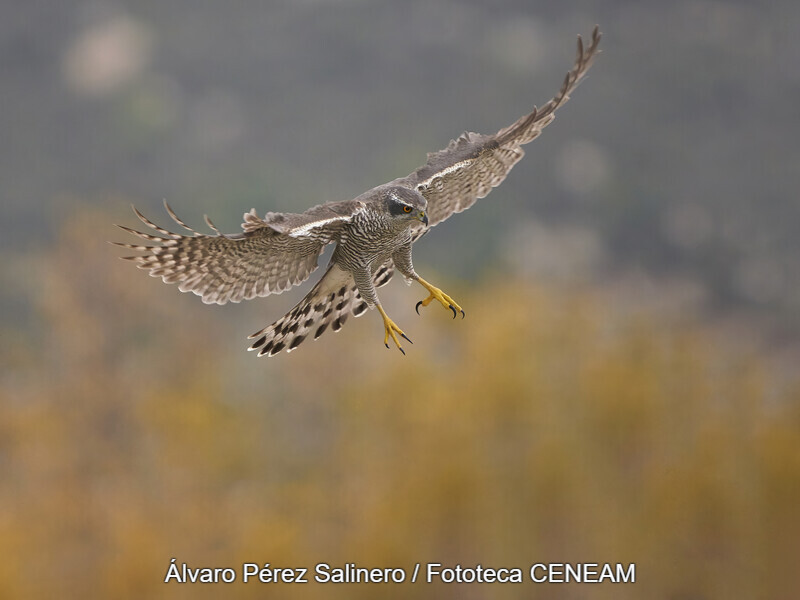 Accipiter gentilis (Linnaeus, 1758)