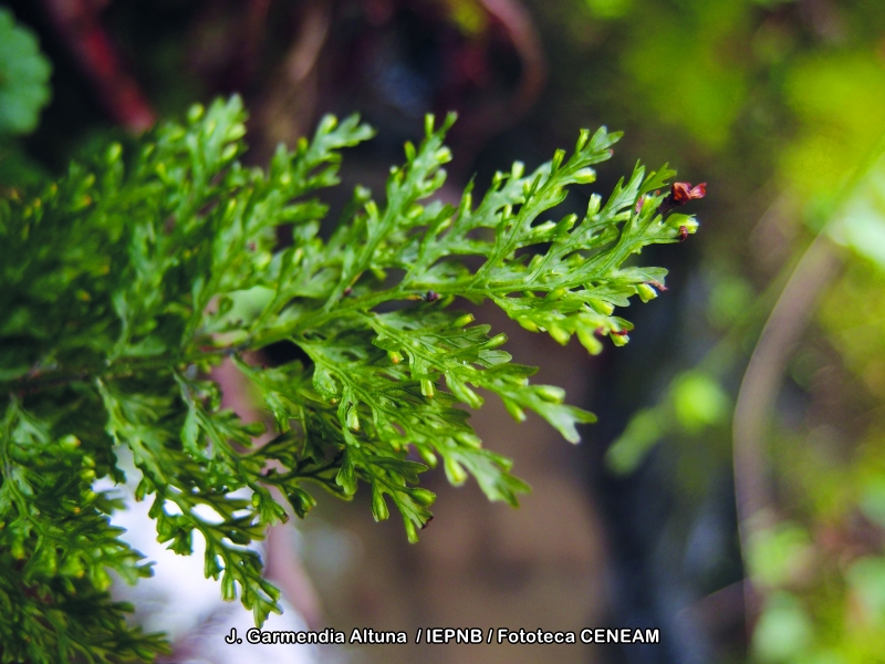 Plantas