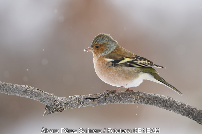 Fringilla coelebs Linnaeus, 1758