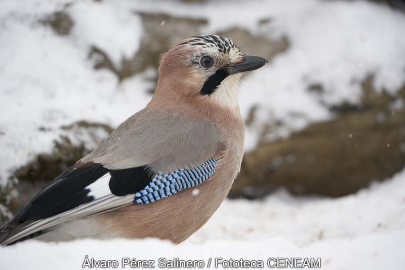 Garrulus glandarius (Linnaeus, 1758)