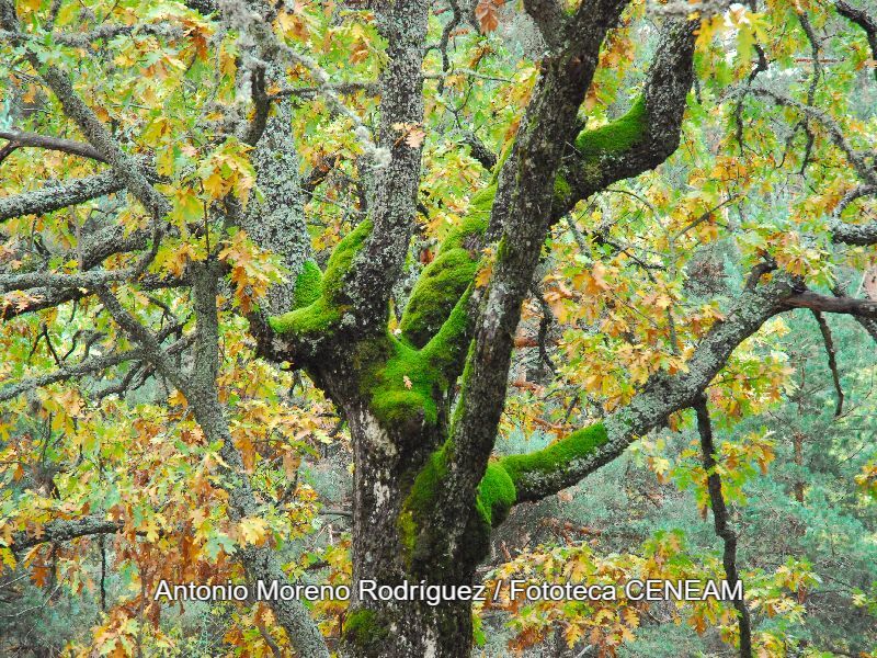 Quercus pyrenaica Willd.