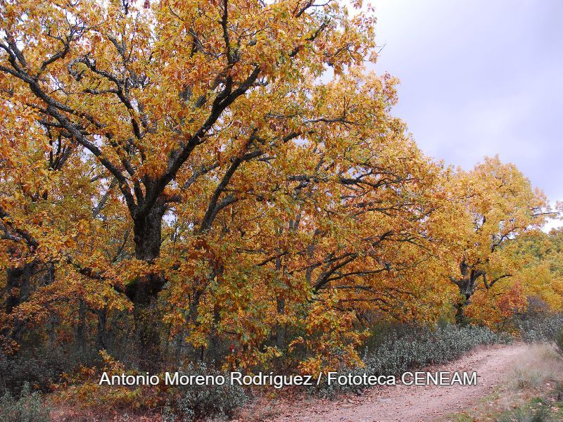 Quercus pyrenaica Willd.