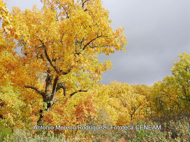 Quercus pyrenaica Willd.