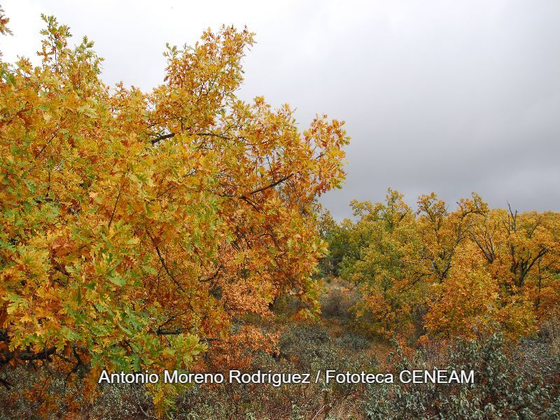 Quercus pyrenaica Willd.