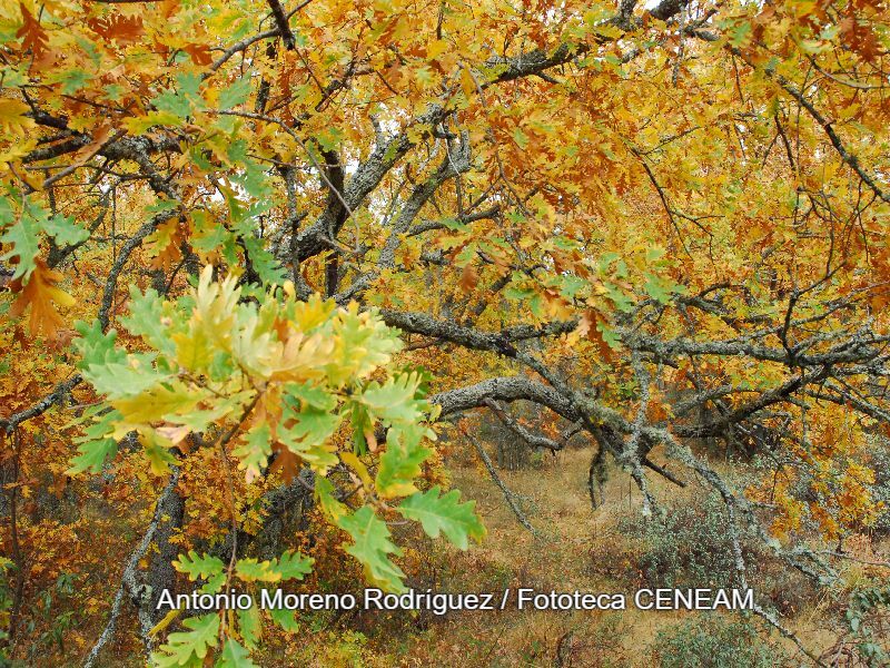 Quercus pyrenaica Willd.