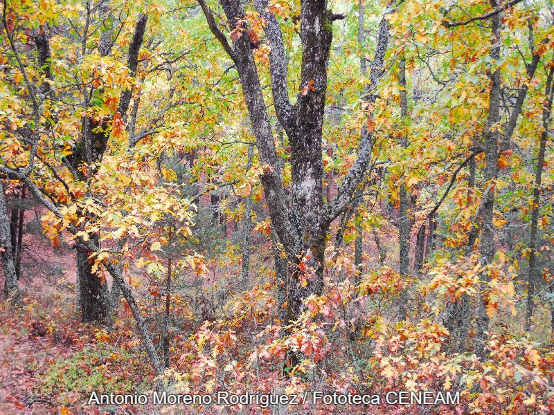 Quercus pyrenaica Willd.