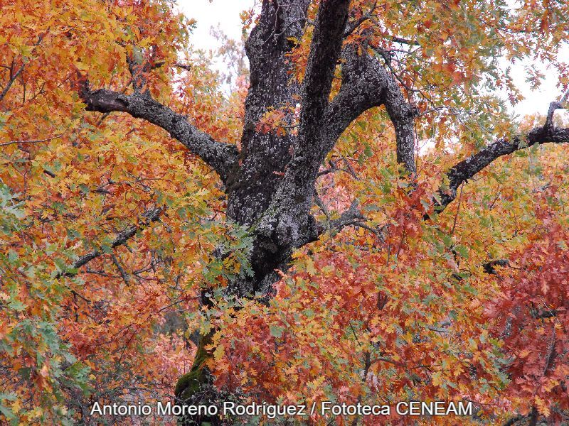 Quercus pyrenaica Willd.