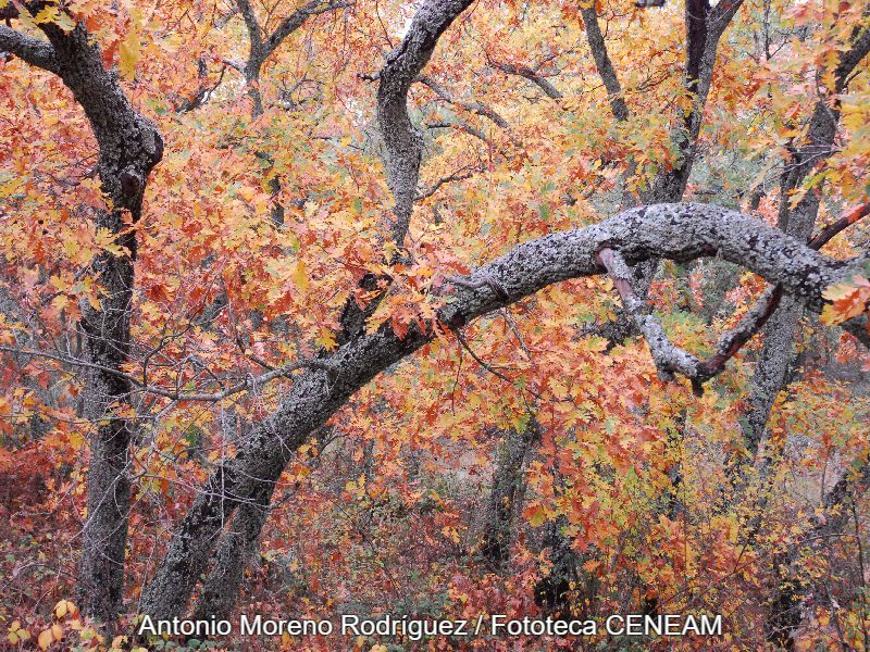 Quercus pyrenaica Willd.