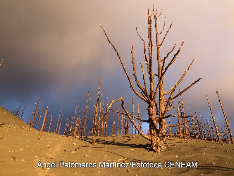 Pinus canariensis DC.