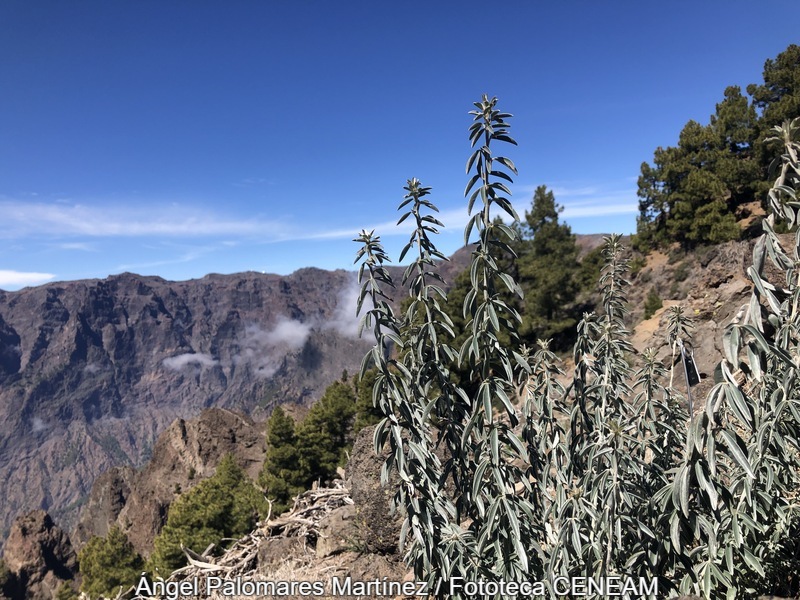 La Caldera de Taburiente