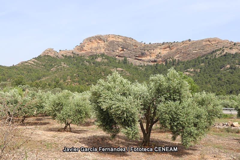 Terres de l Ebre