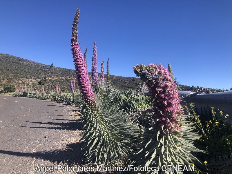 Echium perezii Sprague