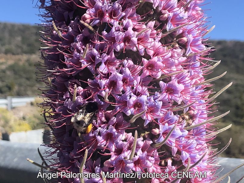 Echium perezii Sprague