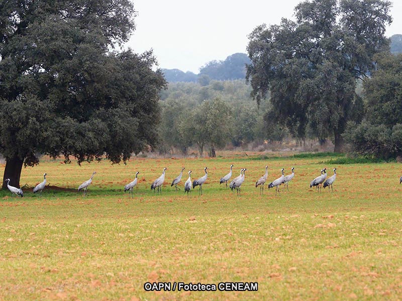 Tablas de Daimiel