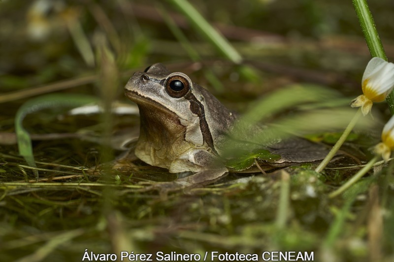 Anfibios