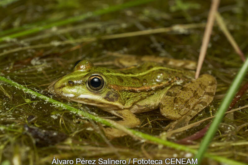 Pelophylax perezi (Seoane, 1885)