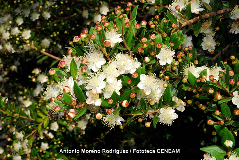 Myrtus communis L.