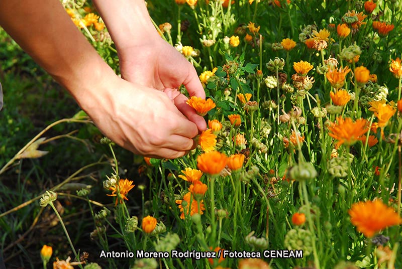 Plantas